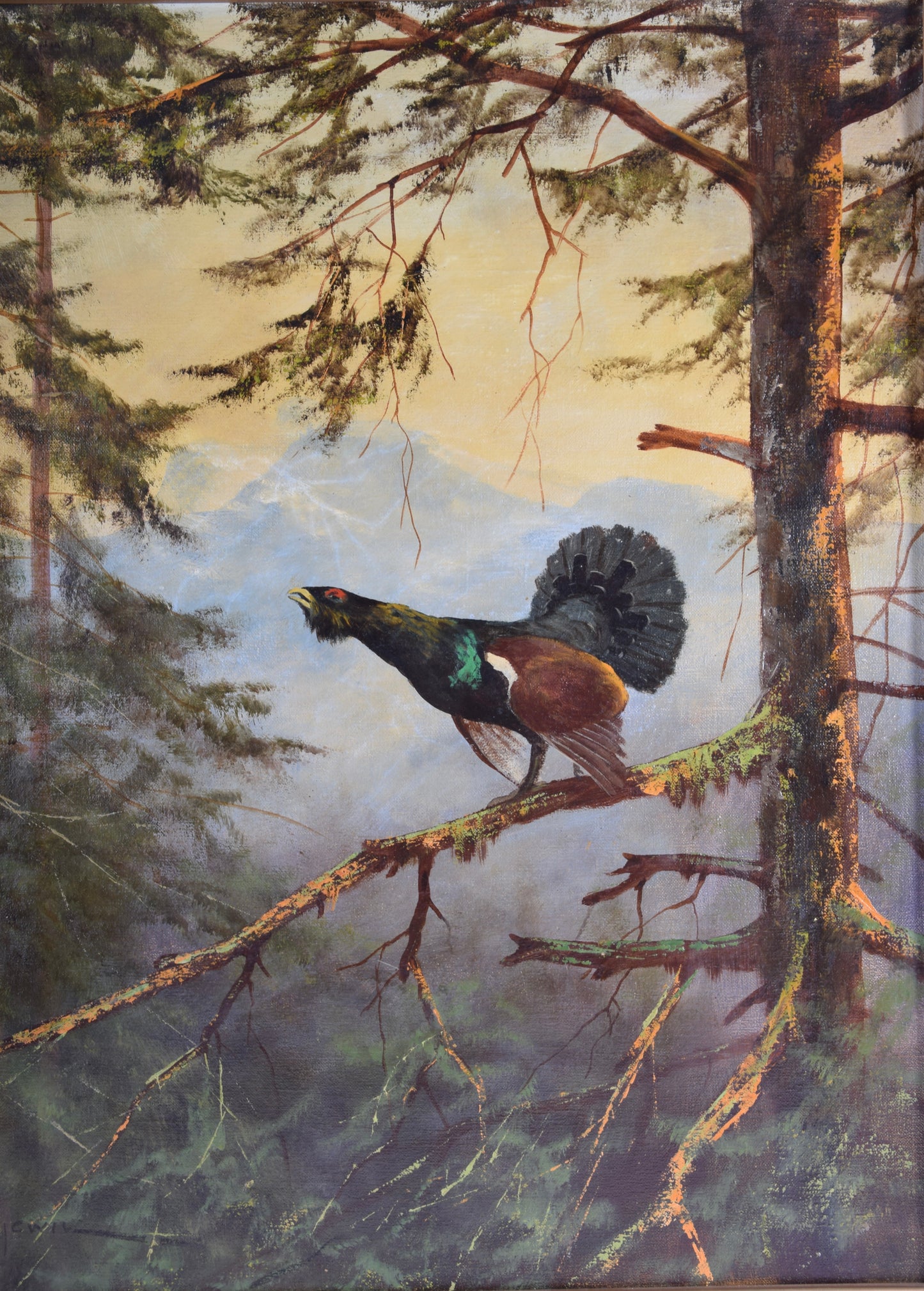 Georg Majewicz Tokujący głuszec olej na płótnie 73x62 cm