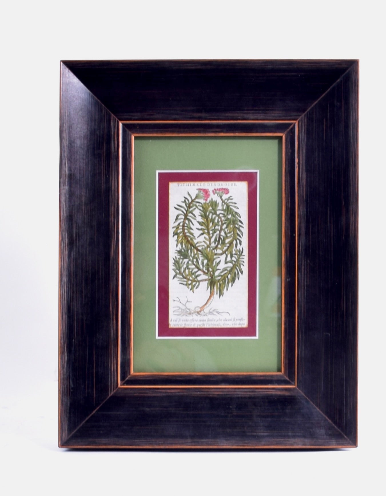 Botaniczna rycina: "Tithimalo Dendroide" miedzioryt 1645 r