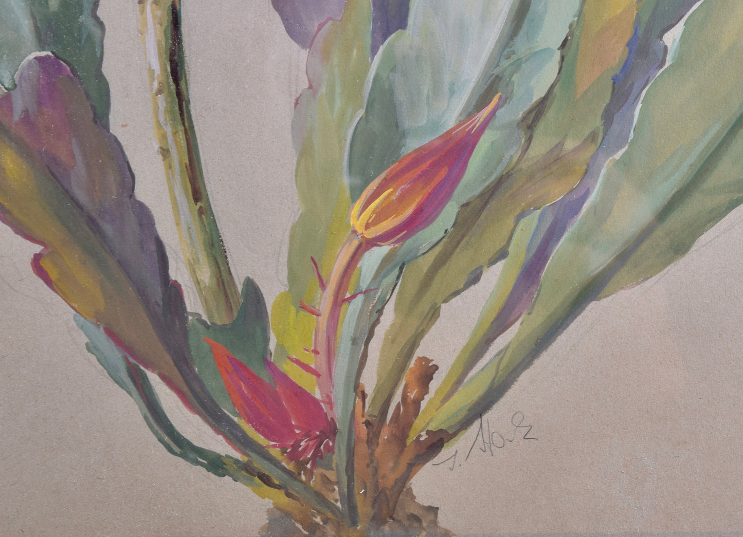 Akwarela sygnowana Kwiat Królowej Nocy II p XX w 62x51 cm
