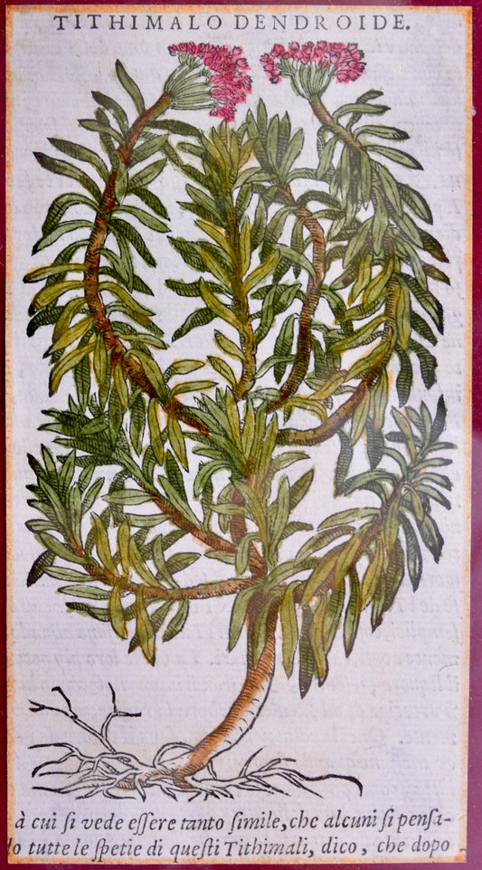 Botaniczna rycina: "Tithimalo Dendroide" miedzioryt 1645 r