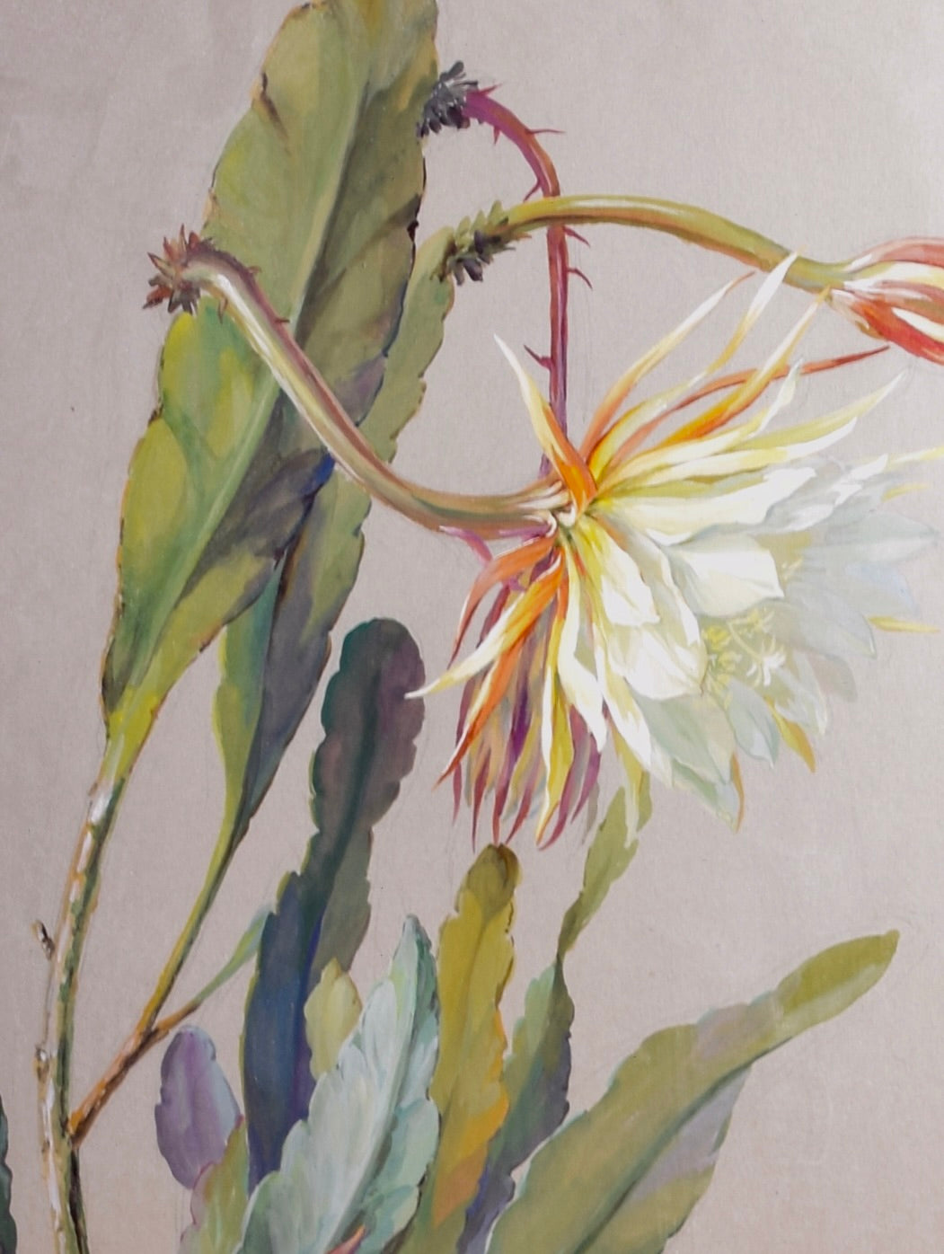 Akwarela sygnowana Kwiat Królowej Nocy II p XX w 62x51 cm
