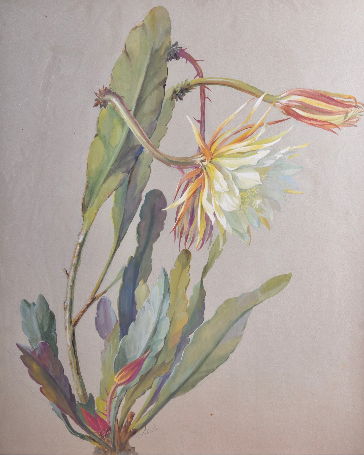 Akwarela sygnowana Kwiat Królowej Nocy II p XX w 62x51 cm